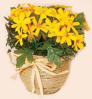 6" Daisy Arrangement Tabletop