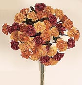Straw Flower Bush X 7