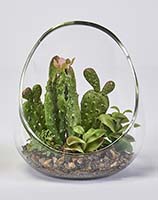 Artificial 6.5" Green Cactus And Succulent in Open Glass Terrarium - CLOSEOUT