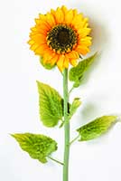 41" Giant Sunflower w/8" Diameter Flowerhead & 6 Leaves