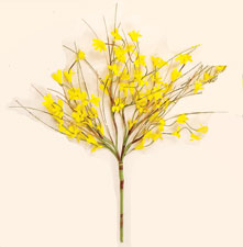 16" Forsythia Bush