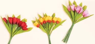 Tulip Bush, - CLOSE OUT