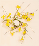 1.25" Forsythia Candle Ring