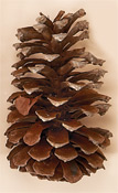 7.5" PIne Cone