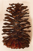 8.5" Pince Cone