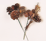 Assorted Natural Cone Pick