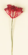 Red Berry Pick
