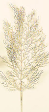 21" Coral Fern Spray - 2 Assorted