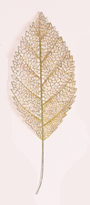 16.5" Gold Lace Fern Spray