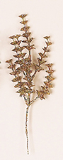 10" Glittered Eucalyptus Spray