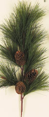 25" Long Needle Pine x 7 w/3Cones