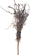 24" GrapevineTwig Spray