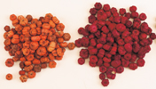 Putka Pod
