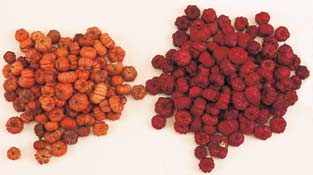 Putka Pod, 1lb bag (approx. 16 Cups)
