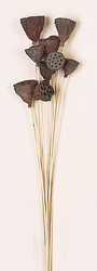 13" Mini Natural Lotus Stem x 9