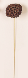 17" Large Natural Lotus Stem