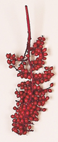 Canella Berry Large