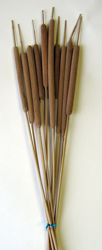30" Large Cattail x 10 - Natural
