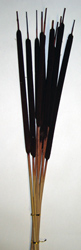 17" Solit Cup x 10