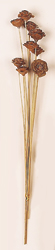 Cedar Mini Rose x 10