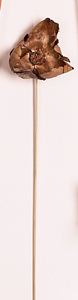 18" Palm Bel w/ Split x 5