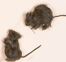 5" & 6" Rats