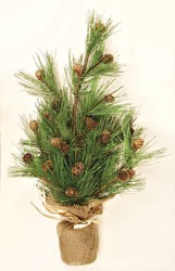 24" White Pine with Cones in Burlap
