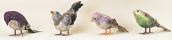 Feathered Bird