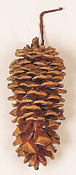 6" Long Cone Natural