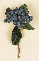 5" Blueberry Pick