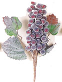 Grape Cluster