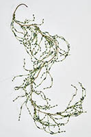 5' Mini Heart & Bead Garland - CLOSE OUT