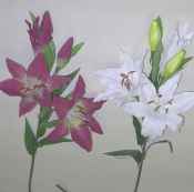 Large Lilly X 5