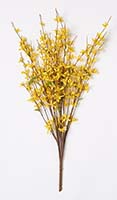 31" Forsythia Bush