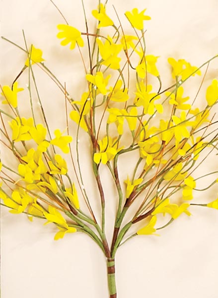 16" Forsythia Bush