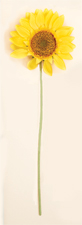 34" Sunflower Stem (Flowerhead is 12" Across)