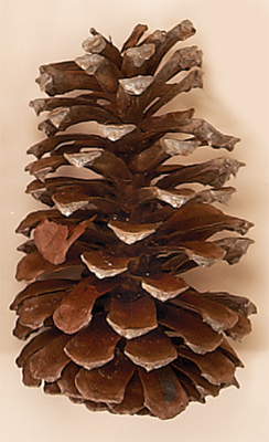 7.5" PIne Cone