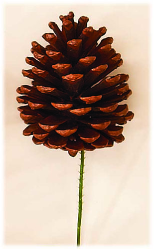 5" Natural Pine Cone Pick