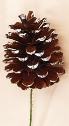 5" White Tip Pine Cone Pick