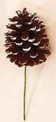 5" White Tip Pine Cone Pick