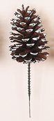 5" White Tip Pine Cone Pick