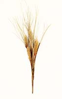 20" Artificial Wheat Spray