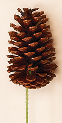 5" Lacquered Natural Pine Cone Pick