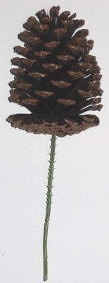 5" Lacquered Natural Pine Cone Pick