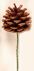 3" Natural Pine Cone Pick