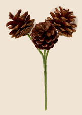 1.5 Inch Natural Lacquered Pine Cones Pick x 3 (1 Dozen)