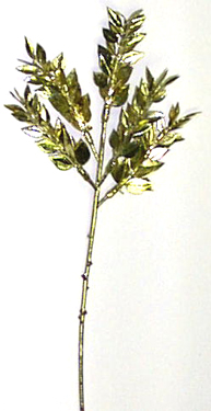 14" VP Gold Ruscus