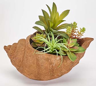 8" Shell Potted Succulent