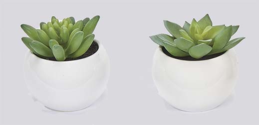 2.75" Cactus in Ceramic Pot, 2 Assorted