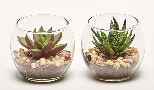 2.8" Succulents in Glass Pot, 2 Assorted